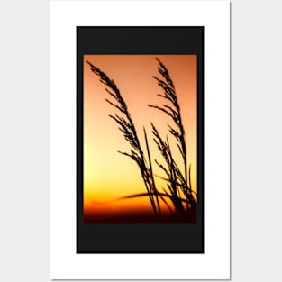 False Oat Grass at Sunset Posters and Art